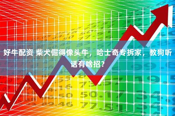 好牛配资 柴犬倔得像头牛，哈士奇专拆家，教狗听话有啥招？